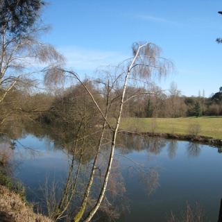39-Winkworth-Arboretum-National-Trust-1667