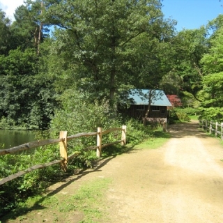 40-Winkworth-Arboretum-National-Trust-2389