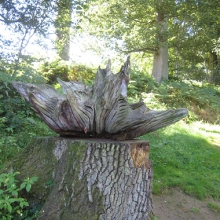 41-Winkworth-Arboretum-National-Trust-2393