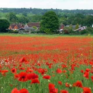 Around-Godalming-13